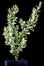 Variegated Boxwood