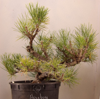 mugo pine